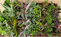 Color Foliage Terrarium Assortment